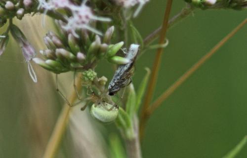 Yponomeuta sp.